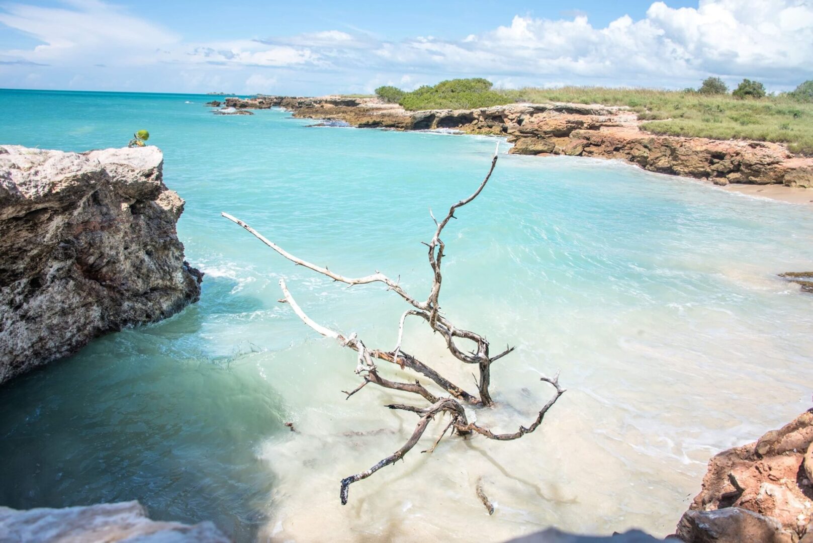 A tree branch in the middle of a body of water